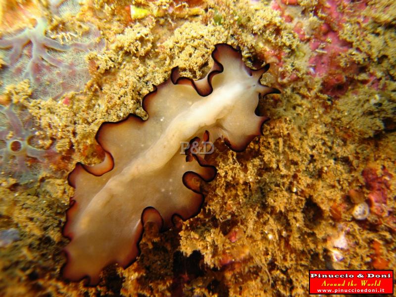 Papua Immersioni (Kavieng-New Hannover) - 20.jpg